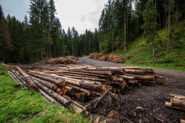 ormancı işleri, orman yakınındaki büyük yığınlar halinde ahşap günlükleri