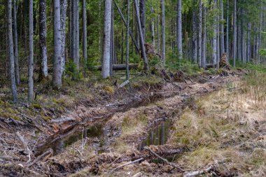 huş ağacı ve aspen ağacı ilk baharda ilk yaprakları yumurtadan ile büyümek