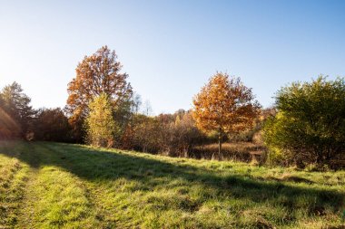 güneşli bir günde doğada sonbahar renkli altın ağaç yaprakları