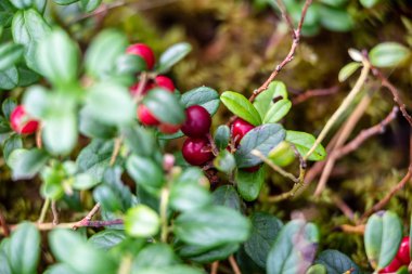 ormanda yosun büyüyen kırmızı lingonberry kızılcık 
