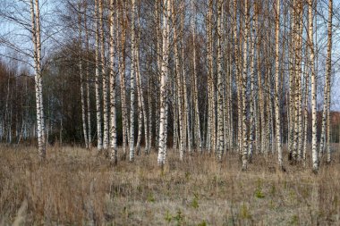 huş ağacı ve aspen ağacı ilk baharda ilk yaprakları yumurtadan ile büyümek