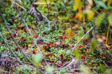 ormanda yosun büyüyen kırmızı lingonberry kızılcık 