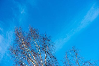 mavi gökyüzü arka plan üzerinde don ile dondurulmuş ağaç dalları