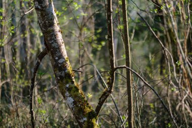 ilkbaharda taze yeşil orman ağaçları