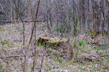 gri günde yapraksız erken ilkbaharda çıplak ağaç dalları