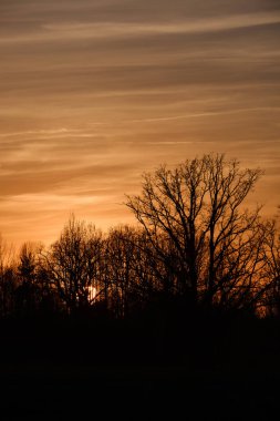 arkasında güneş ile gün batımında açık alanda büyük meşe ağacı