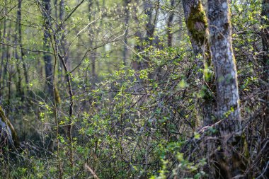 ilkbaharda taze yeşil orman ağaçları