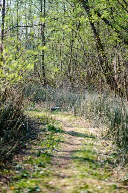 ilkbaharda taze yeşil orman ağaçları