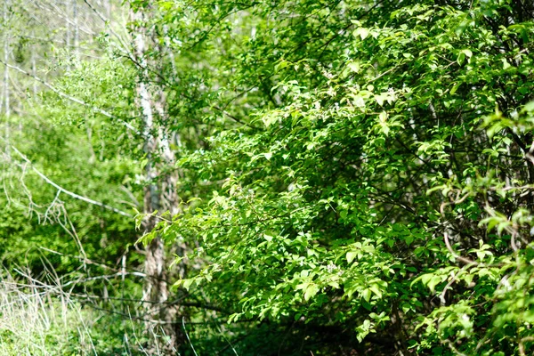 Young fresh green birch tree leaves in spring — 스톡 사진