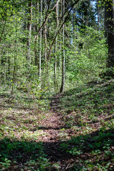 Leere Schotterpiste im Wald mit Sonnenstrahlen und Schatten — Stockfoto