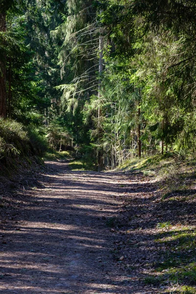 Strada di polvere di ghiaia vuota nella foresta con raggi di sole e ombre — Foto Stock