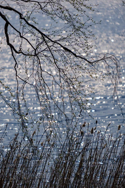 Ramas de árboles de primavera con pequeñas hojas frescas sobre el cuerpo de agua bac —  Fotos de Stock