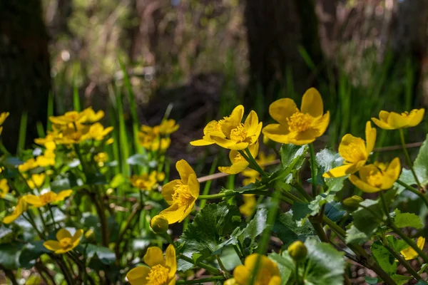 Yellow spring flowers blooming on the shore of river — 스톡 사진