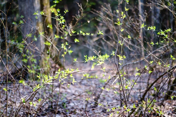 Alberi verdi freschi della foresta in primavera — Foto Stock