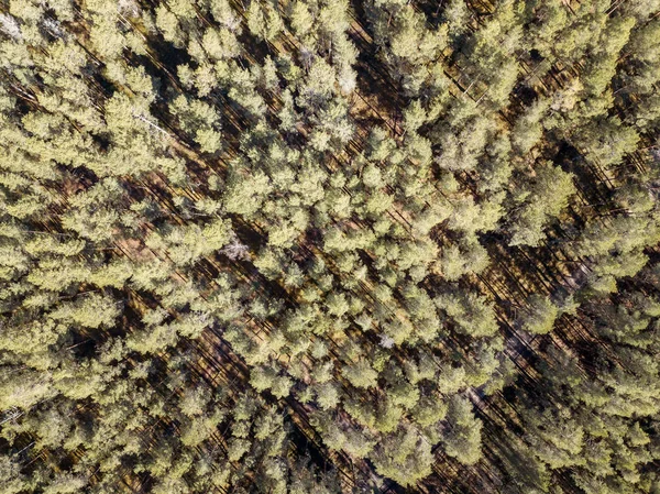 Vista aérea do campo infinitas florestas verdes com pequeno lago — Fotografia de Stock