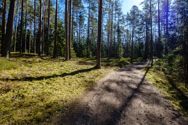 Route de gravier vide dans la forêt avec des rayons du soleil et des ombres — Photo