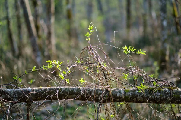 Молодые свежие зеленые листья березы весной — стоковое фото