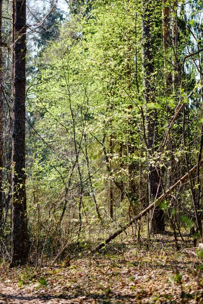 Свіжі зелені лісові дерева навесні — стокове фото