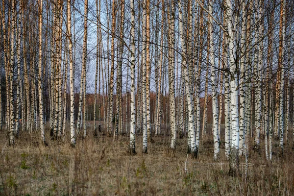 Huş ağacı ve aspen ağacı ilk baharda ilk yaprakları yumurtadan ile büyümek — Stok fotoğraf