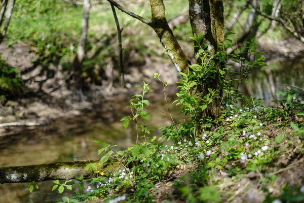 Покрытое камнями русло реки в лесу с низким уровнем воды — стоковое фото