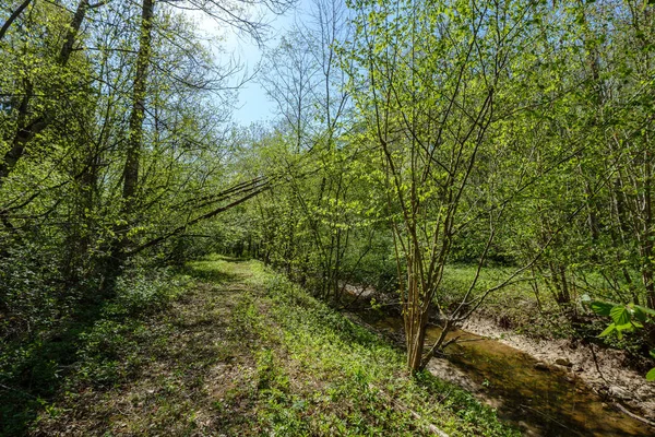 Skalisko pokryté říčním lůžkem v lese s nízkou hladinou vody — Stock fotografie