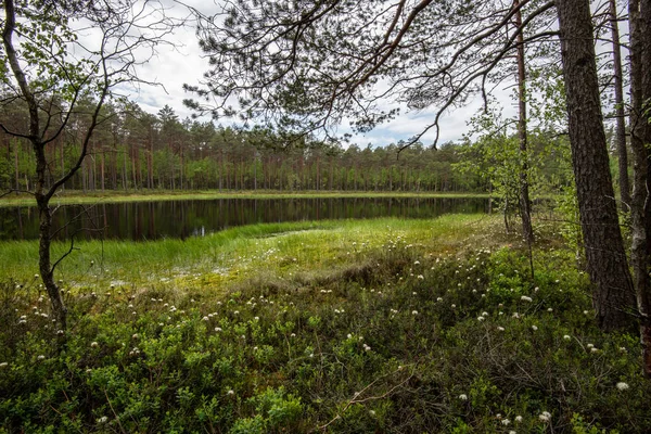 Свежий зеленый лес вокруг деревенского озера с деревьями — стоковое фото