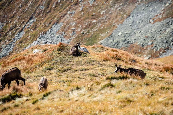 Wild goats resting and feeding in mountain pastures — 스톡 사진