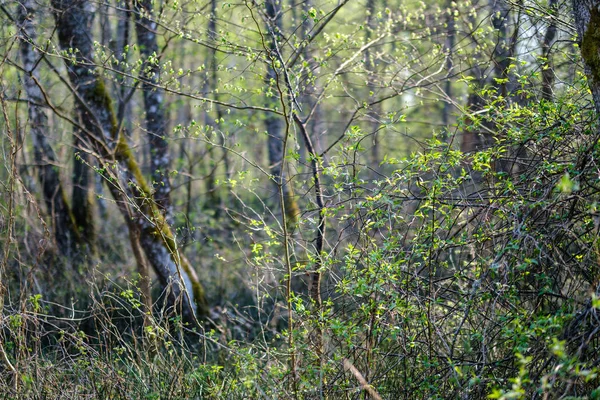 Świeże zielone lasy drzew wiosną — Zdjęcie stockowe