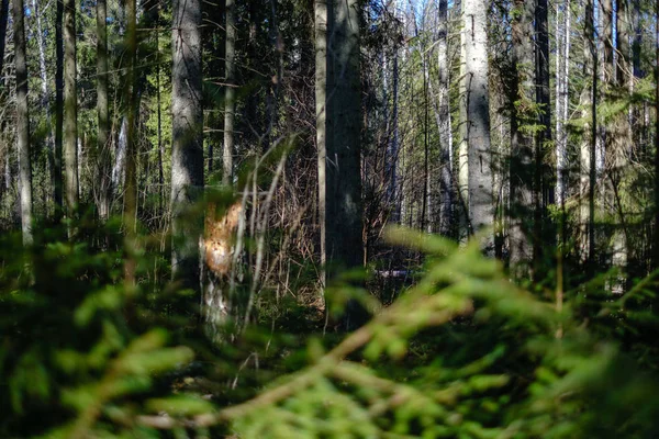 Νεαρό φρέσκο άνοιξη πράσινο δάσος ερυθρελάτης σε ηλιόλουστη μέρα — Φωτογραφία Αρχείου