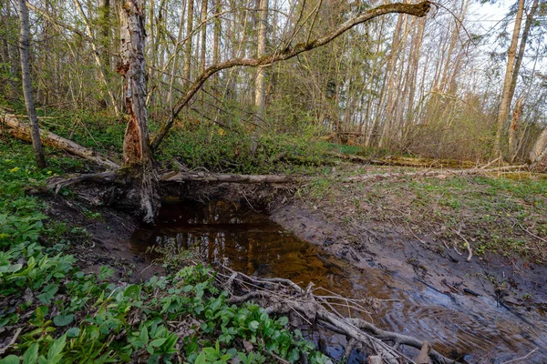 Lago floresta cercada por troncos de árvores e ramos sem licença — Fotografia de Stock