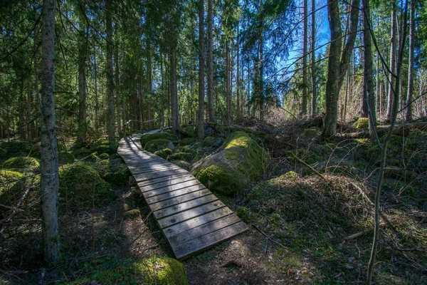 Donker mysterieus sparren boom bos met rotsen en mos — Stockfoto
