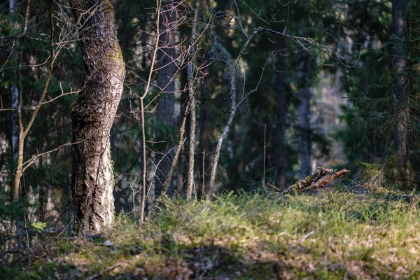 春の新緑の森の木 — ストック写真