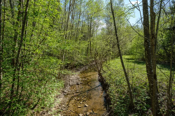 Lecho de río cubierto de roca en el bosque con bajo nivel de agua —  Fotos de Stock