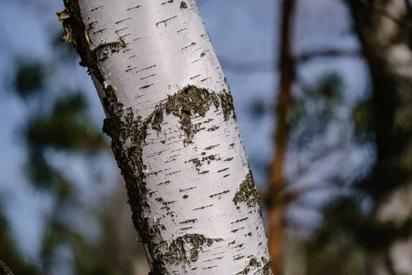 Birch and aspen tree grow in spring with first leaves hatching — Stock Photo, Image