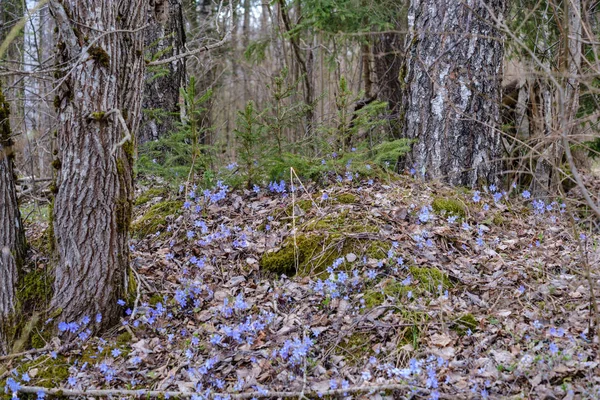 Grande campo de flores de gotas de neve no prado verde de primavera em fores — Fotografia de Stock