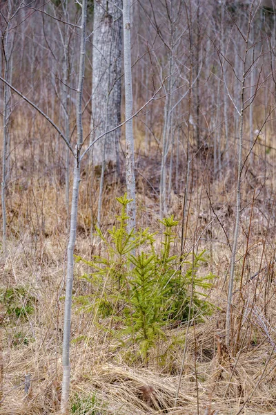 Meztelen fa ágak kora tavasszal nem hagy a szürke nap — Stock Fotó