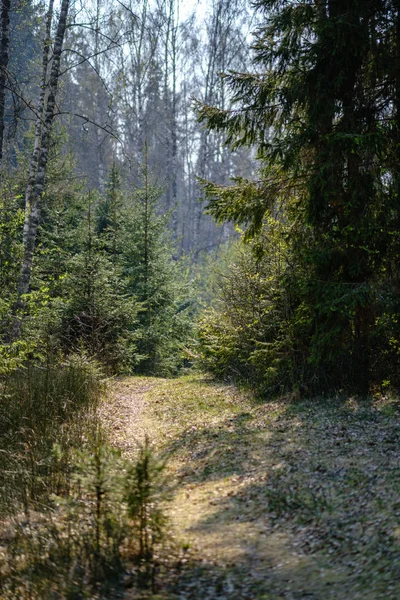 Töm grus stoftväg i skog med solstrålar och skuggor — Stockfoto