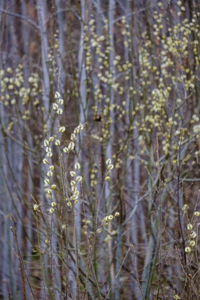 Gri günde yapraksız erken ilkbaharda çıplak ağaç dalları — Stok fotoğraf