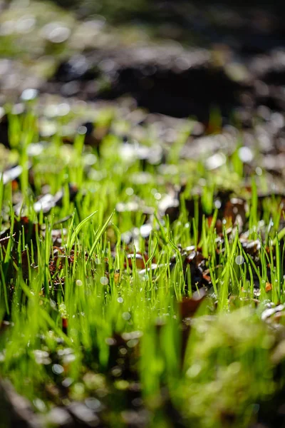 První čerstvé zelené travnaté kapusty na jaře — Stock fotografie