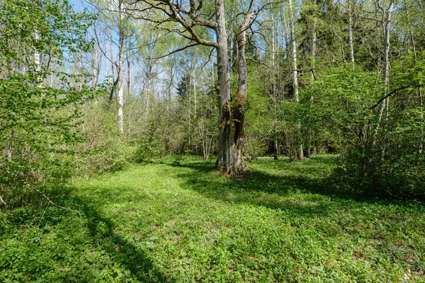 Velký dubový strom v jarním zeleném lese — Stock fotografie