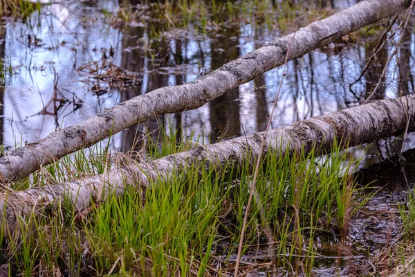 Lesní jezero obklopené kmeny stromů a větvemi bez dovolené — Stock fotografie