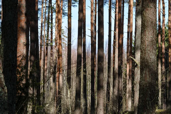Troncs d'arbres secs au printemps forestier — Photo