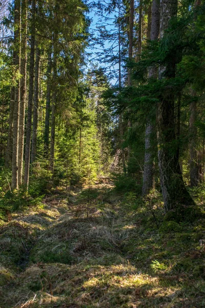 Dunkler geheimnisvoller Fichtenwald mit Felsen und Moos — Stockfoto