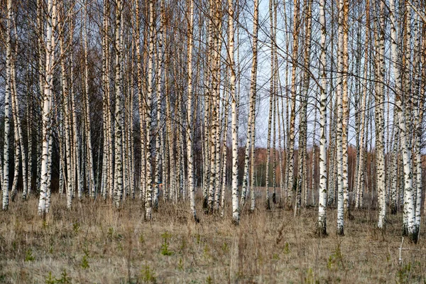 Birch and aspen tree grow in spring with first leaves hatching — Stock Photo, Image