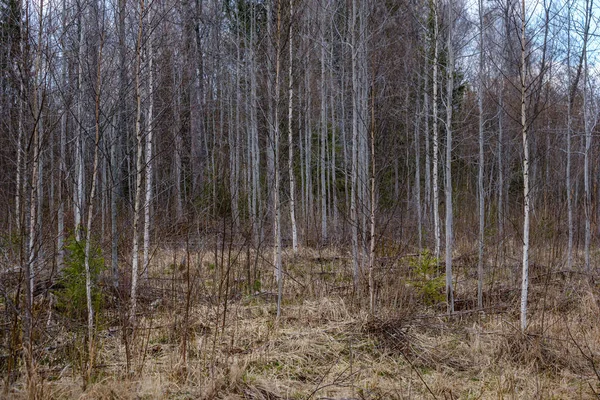 Nahé větve na začátku jara bez listí za šedý den — Stock fotografie