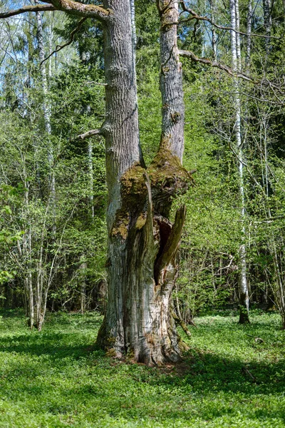 Grande quercia nella foresta verde primaverile — Foto Stock