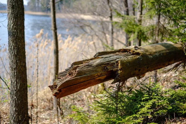 Lago floresta cercada por troncos de árvores e ramos sem licença — Fotografia de Stock
