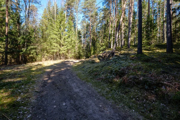 empty gravel dust road in forest with sun rays and shadows