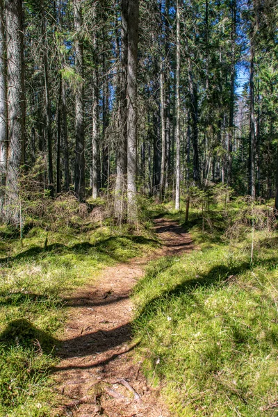 Dunkler geheimnisvoller Fichtenwald mit Felsen und Moos — Stockfoto