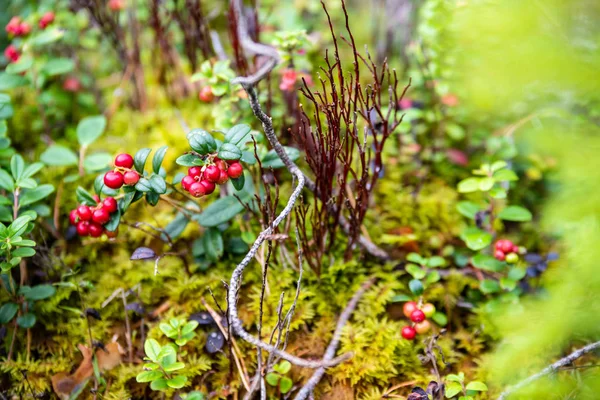 Mirtilli rossi di mirtillo rosso che crescono nel muschio nella foresta — Foto Stock